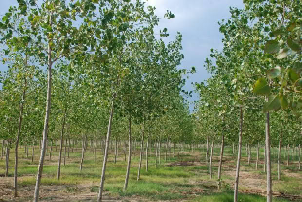 Poplars in a nursery